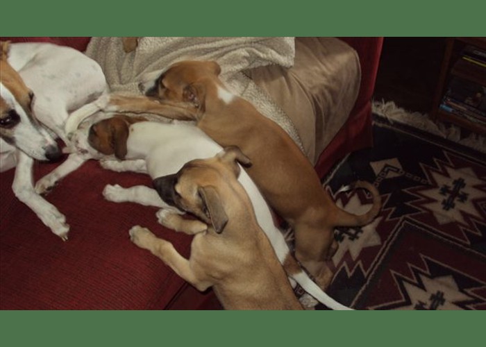 Drift playing with her babies before they leave for new home 005
