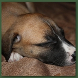 Rosebud Sleeps