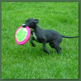 7 weeks Brazil Frisbee