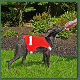 Lacey 15 wks old ready to race