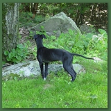 Lacey treeing a squirrel