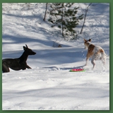 snow flying