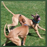 The Whippet Dance