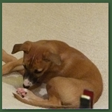 The Amazing Trampoline Puppy!