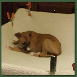 The Amazing Trampoline Puppy!