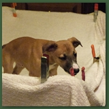 The Amazing Trampoline Puppy!