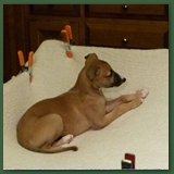 The Amazing Trampoline Puppy!