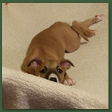 The Amazing Trampoline Puppy!